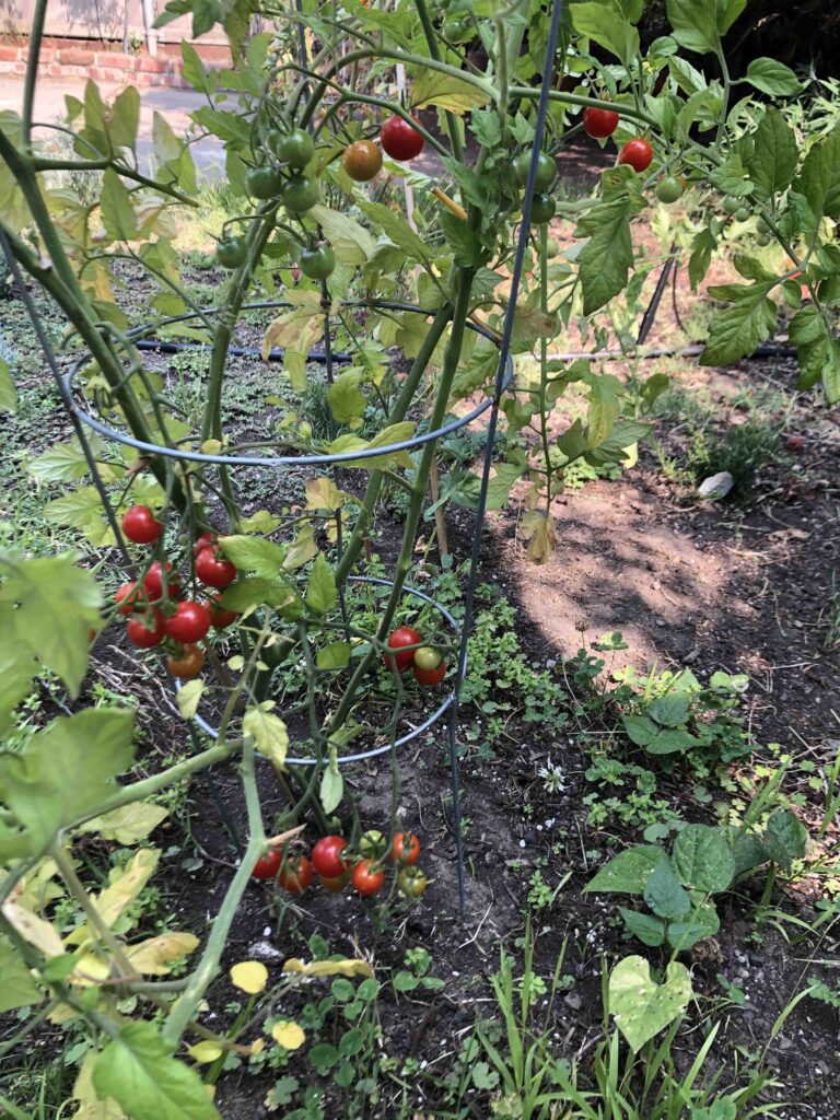 garden-red-tomato